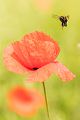 Hummel am Mohn