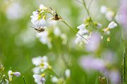 Wollschweber - Bombylius major