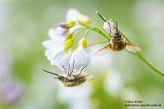 Wollschweber - Bombylius major