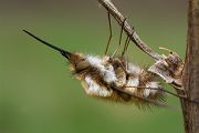 Großer Wollschweber - Bombylius major