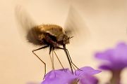 Großer Wollschweber - Bombylius major