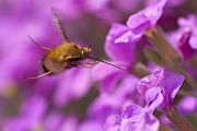 Großer Wollschweber - Bombylius major