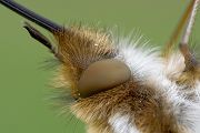 Großer Wollschweber - Bombylius major