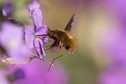 Großer Wollschweber - Bombylius major