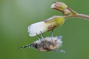 Großer Wollschweber auf Weißer Lichtnelke - Bombylius major