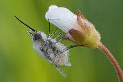 Großer Wollschweber auf Weißer Lichtnelke - Bombylius major