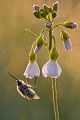 Großer Wollschweber - Bombylius major