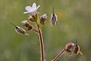 Wollschweber - Bombyliidae Hummelfliegen Zweiflügler, Diptera