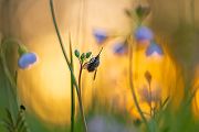 Großer Wollschweber - Bombylius major