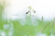 Großer Wollschweber - Bombylius major