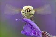Wollscheber - Bombylius posticus Insekten Wollschweber Sachsen Hummelfliegen Zweiflügler