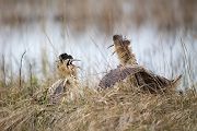 Große Rohrdommel - Botaurus stellaris, Dommel, Dommeln, Schreitvoegel, Reiher, Drohhaltung, Voegel, www.richter-naturfotografie.de, Mooskuh, Moorochse, Wasserochse, Riedochse, Balzrufe, Balz, Revierkampf, Revier, Drohhaltung