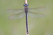 Frueher Schilfjaeger  - Brachytron pratense