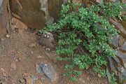 Uhu - Bubo bubo, Eule, Eulen, Sachsen, Brut, Jungeulen, Aestling, Aestlinge, Strigidae, Strigiformes, Federohren