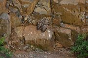 Uhu - Bubo bubo, Eule, Eulen, Sachsen, Brut, Jungeulen, Aestling, Aestlinge, Strigidae, Strigiformes, Federohren