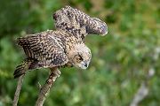 Uhu - Bubu bubo, Eulen, Eule, Sachsen, Grimma, Muldental, www.richter-naturfotografie.de, Strigiformes, Federohren,  Aestling, Aestlinge, Brut