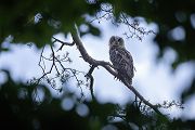 Uhu - Bubu bubo, Eulen, Eule, Sachsen, Grimma, Muldental, www.richter-naturfotografie.de, Strigiformes, Federohren,  Aestling, Aestlinge, Brut