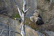 Uhu - Bubu bubo, Eulen, Eule, Sachsen, Grimma, Muldental, www.richter-naturfotografie.de, Strigiformes, Federohren,  Aestling, Aestlinge, Brut