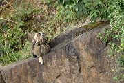 Uhu - Bubu bubo, Eulen, Eule, Sachsen, Grimma, Muldental, www.richter-naturfotografie.de, Strigiformes, Federohren,  Aestling, Aestlinge, Brut