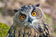 Uhu - Bubu bubo, Eulen, Eule, Sachsen, Grimma, Muldental, www.richter-naturfotografie.de, Strigiformes, Federohren,  Aestling, Aestlinge, Brut