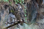 Uhu - Bubu bubo, Eulen, Eule, Sachsen, Grimma, Muldental, www.richter-naturfotografie.de, Strigiformes, Federohren,  Aestling, Aestlinge, Brut