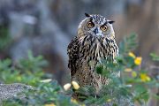 Uhu - Bubu bubo, Eulen, Eule, Sachsen, Grimma, Muldental, www.richter-naturfotografie.de, Strigiformes, Federohren,  Aestling, Aestlinge, Brut