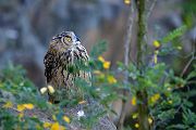 Uhu - Bubu bubo, Eulen, Eule, Sachsen, Grimma, Muldental, www.richter-naturfotografie.de, Strigiformes, Federohren,  Aestling, Aestlinge, Brut