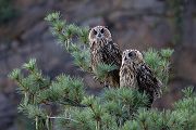 Uhu - Bubu bubo, Eulen, Eule, Sachsen, Grimma, Muldental, www.richter-naturfotografie.de, Strigiformes, Federohren,  Aestling, Aestlinge, Brut