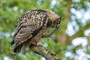 Uhu - Bubu bubo, Eulen, Eule, Sachsen, Grimma, Muldental, www.richter-naturfotografie.de, Strigiformes, Federohren,  Aestling, Aestlinge, Brut
