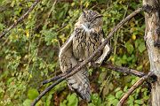 Uhu - Bubu bubo, Eulen, Eule, Sachsen, Grimma, Muldental, www.richter-naturfotografie.de, Strigiformes, Federohren,  Aestling, Aestlinge, Brut