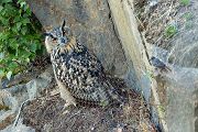 Uhu - Bubu bubo, Eulen, Eule, Sachsen, Grimma, Muldental, www.richter-naturfotografie.de, Strigiformes, Federohren,  Aestling, Aestlinge, Brut