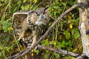 Uhu - Bubu bubo, Eulen, Eule, Sachsen, Grimma, Muldental, www.richter-naturfotografie.de, Strigiformes, Federohren,  Aestling, Aestlinge, Brut
