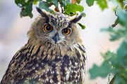 Uhu - Bubu bubo, Eulen, Eule, Sachsen, Grimma, Muldental, www.richter-naturfotografie.de, Strigiformes, Federohren,  Aestling, Aestlinge, Brut