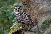 Uhu - Bubu bubo, Eulen, Eule, Sachsen, Grimma, Muldental, www.richter-naturfotografie.de, Strigiformes, Federohren,  Aestling, Aestlinge, Brut

