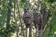 Uhu - Bubu bubo, Eulen, Eule, Sachsen, Grimma, Muldental, www.richter-naturfotografie.de, Strigiformes, Federohren,  Aestling, Aestlinge, Brut