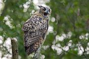 Uhu - Bubu bubo, Eulen, Eule, Sachsen, Grimma, Muldental, www.richter-naturfotografie.de, Strigiformes, Federohren,  Aestling, Aestlinge, Brut

