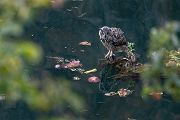 Uhu - Bubu bubo, Eulen, Eule, Sachsen, Grimma, Muldental, www.richter-naturfotografie.de, Strigiformes, Federohren,  Aestling, Aestlinge, Brut