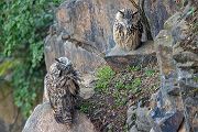 Uhu - Bubu bubo, Eulen, Eule, Sachsen, Grimma, Muldental, www.richter-naturfotografie.de, Strigiformes, Federohren,  Aestling, Aestlinge, Brut