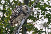 Uhu - Bubu bubo, Eulen, Eule, Sachsen, Grimma, Muldental, www.richter-naturfotografie.de, Strigiformes, Federohren,  Aestling, Aestlinge, Brut