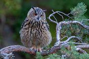 Uhu - Bubu bubo, Eulen, Eule, Sachsen, Grimma, Muldental, www.richter-naturfotografie.de, Strigiformes, Federohren,  Aestling, Aestlinge, Brut