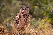 Uhu - Bubu bubo, Eulen, Eule, Sachsen, Grimma, Muldental, www.richter-naturfotografie.de, Strigiformes, Federohren,  Aestling, Aestlinge, Brut