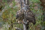 Uhu - Bubu bubo, Eulen, Eule, Sachsen, Grimma, Muldental, www.richter-naturfotografie.de, Strigiformes, Federohren,  Aestling, Aestlinge, Brut