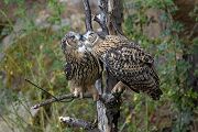 Uhu - Bubu bubo, Eulen, Eule, Sachsen, Grimma, Muldental, www.richter-naturfotografie.de, Strigiformes, Federohren,  Aestling, Aestlinge, Brut, schnäbelnd