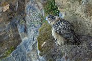 Uhu - Bubu bubo, Eulen, Eule, Sachsen, Grimma, Muldental, www.richter-naturfotografie.de, Strigiformes, Federohren,  Aestling, Aestlinge, Brut
