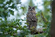 Uhu - Bubu bubo, Eulen, Eule, Sachsen, Grimma, Muldental, www.richter-naturfotografie.de, Strigiformes, Federohren,  Aestling, Aestlinge, Brut