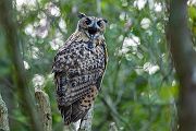 Uhu - Bubu bubo, Eulen, Eule, Sachsen, Grimma, Muldental, www.richter-naturfotografie.de, Strigiformes, Federohren,  Aestling, Aestlinge, Brut