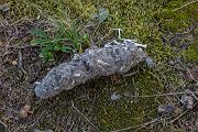 Uhu - Bubu bubo, Eulen, Eule, Sachsen, Grimma, Muldental, www.richter-naturfotografie.de, Strigiformes, Federohren,  Aestling, Aestlinge, Brut