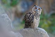 Uhu - Bubu bubo, Eulen, Eule, Sachsen, Grimma, Muldental, www.richter-naturfotografie.de, Strigiformes, Federohren,  Aestling, Aestlinge, Brut