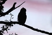 Uhu - Bubu bubo, Eulen, Eule, Sachsen, Grimma, Muldental, www.richter-naturfotografie.de, Strigiformes, Federohren,  Aestling, Aestlinge, Brut