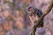 Uhu - Bubu bubo, Eulen, Eule, Sachsen, Grimma, Muldental, www.richter-naturfotografie.de, Strigiformes, Federohren,  Aestling, Aestlinge, Brut